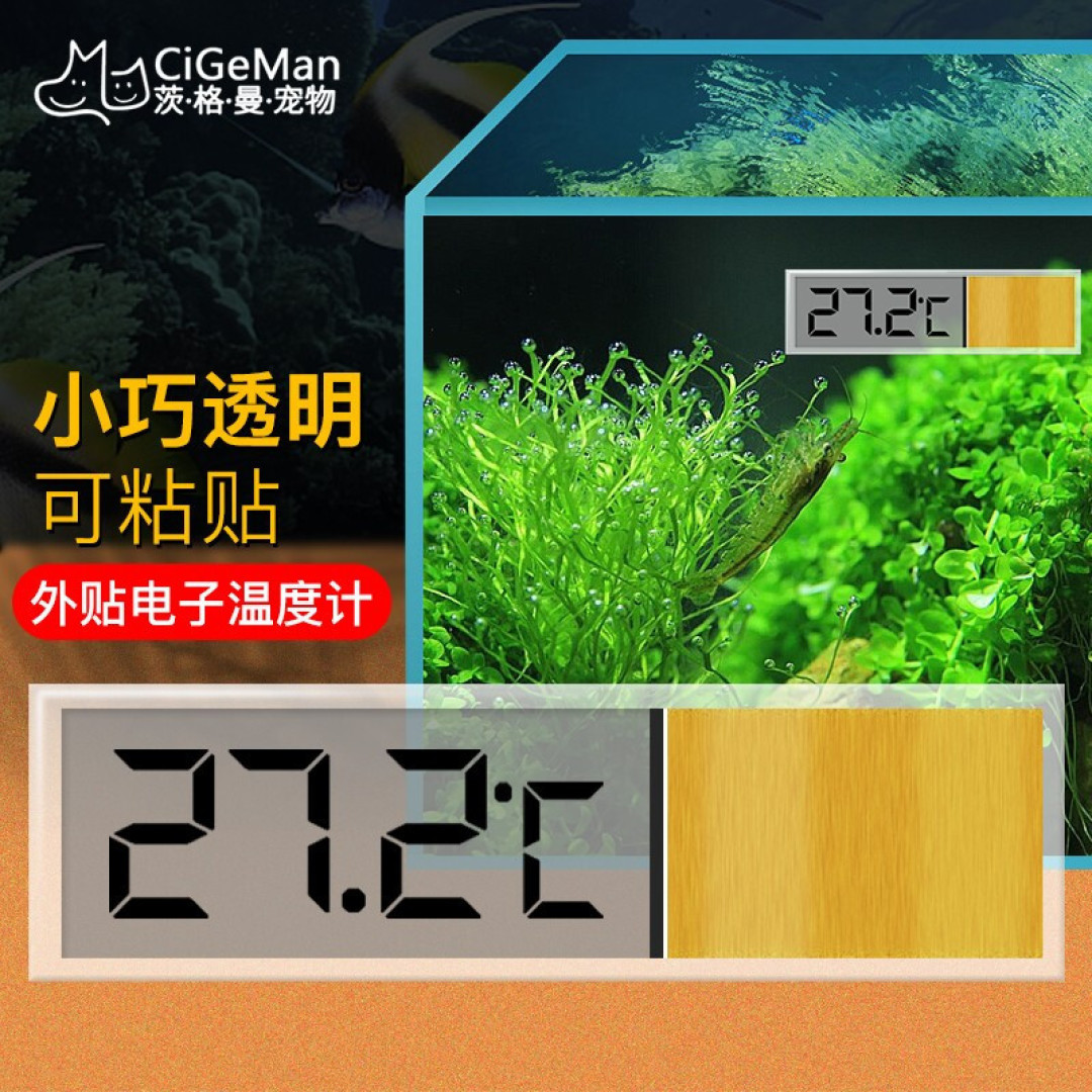 孔雀鱼你都养不活?新手养鱼首选它,你该这么养