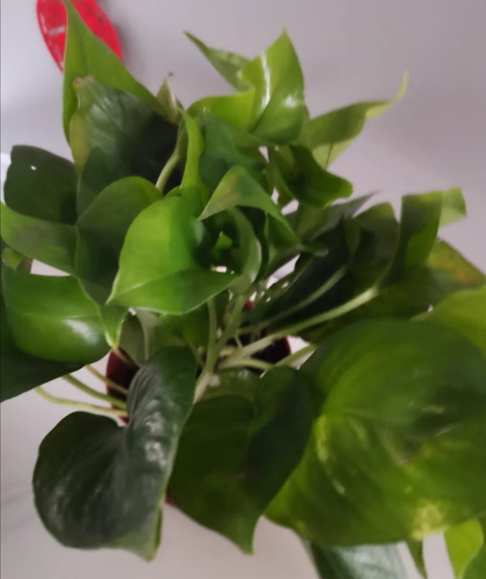 鲜花绿植