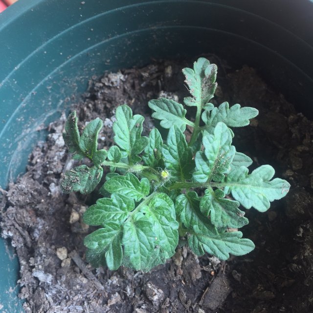 这种植物很好养-圣女果种植