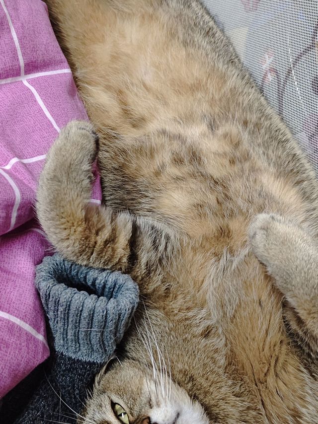 猫人羊毛袜，喵星人也爱