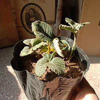 这种植物很好养！草莓果苗根系发达，价格实惠