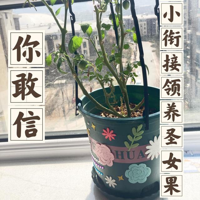 你敢信！竟然在幼小衔接领养了圣女果！当时我都愣了~