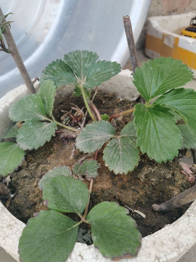 这种盆栽很好养呢