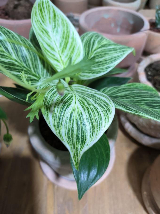 品盛鲜花绿植