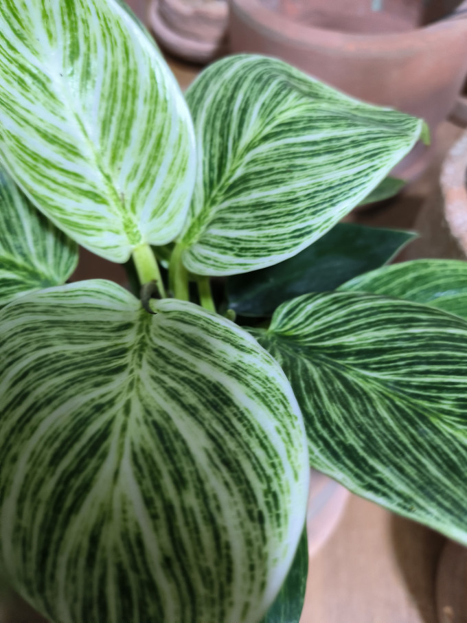 品盛鲜花绿植
