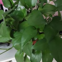 怎么都养都养不死的绿萝！