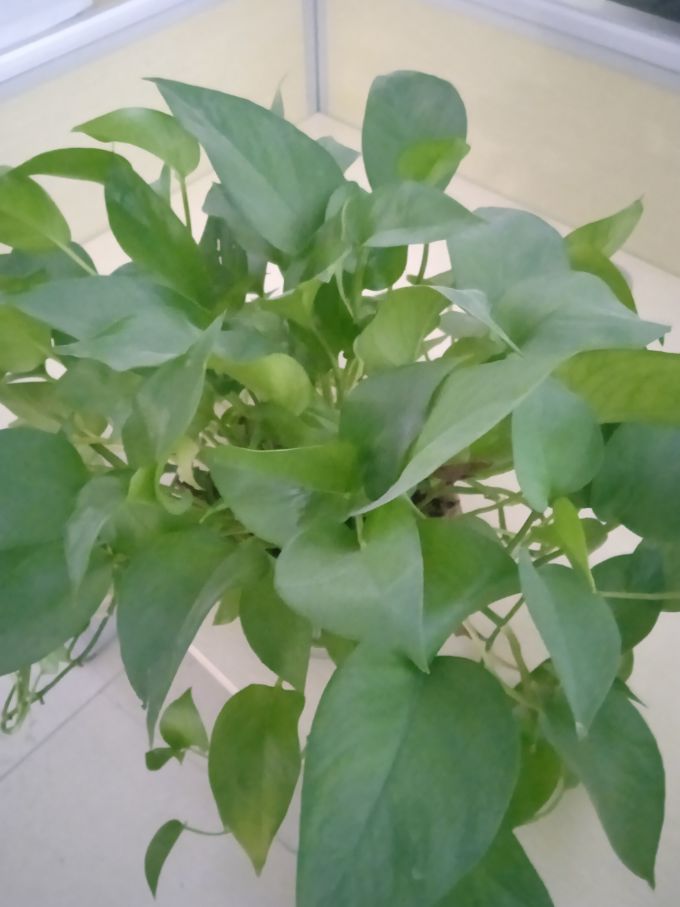 盆栽