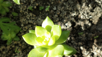 两星期不用浇水，都能活的多肉植物。 