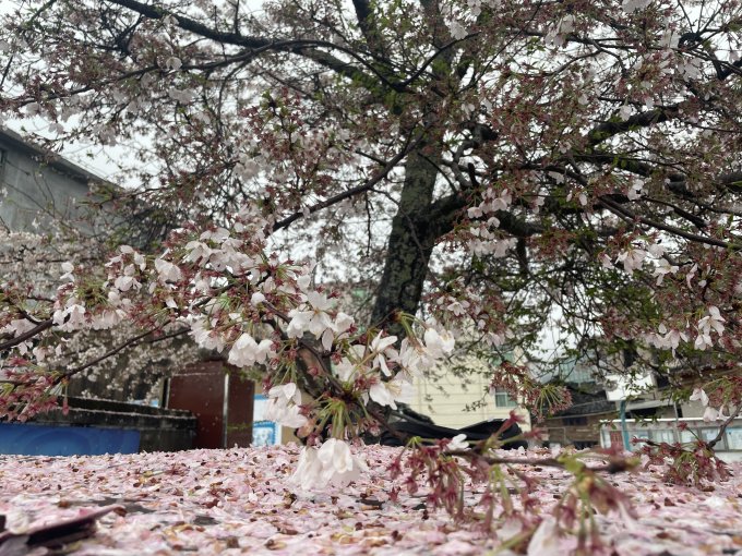鲜花绿植