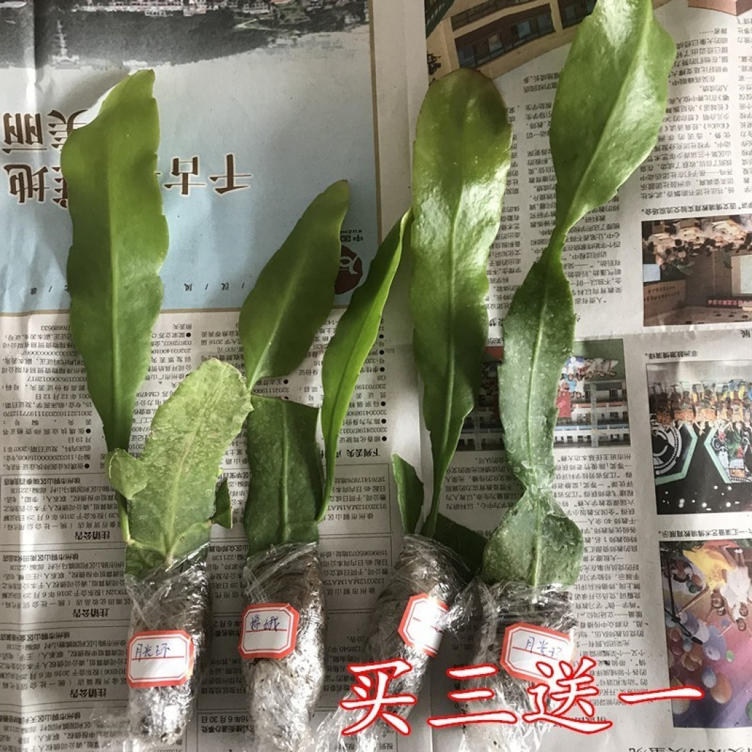 昙花一现,刹那间的邂逅~