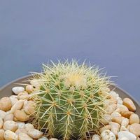 自由生长的懒人植物，仙人球