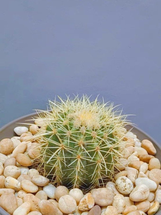 鲜花绿植