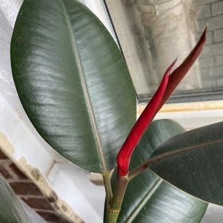 绿植很养眼,简单容易养的绿植推荐及养护攻略