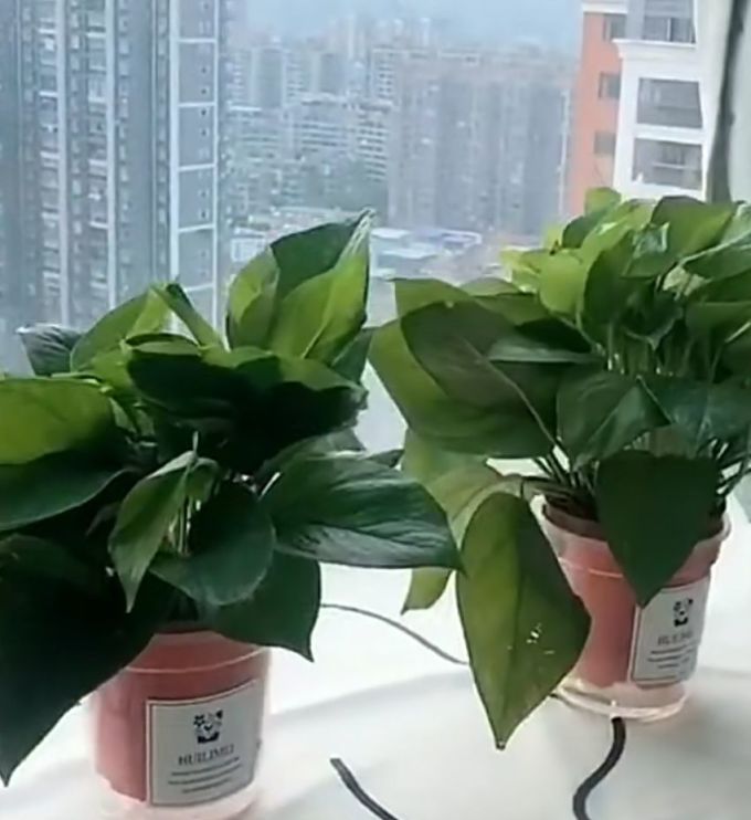 鲜花绿植