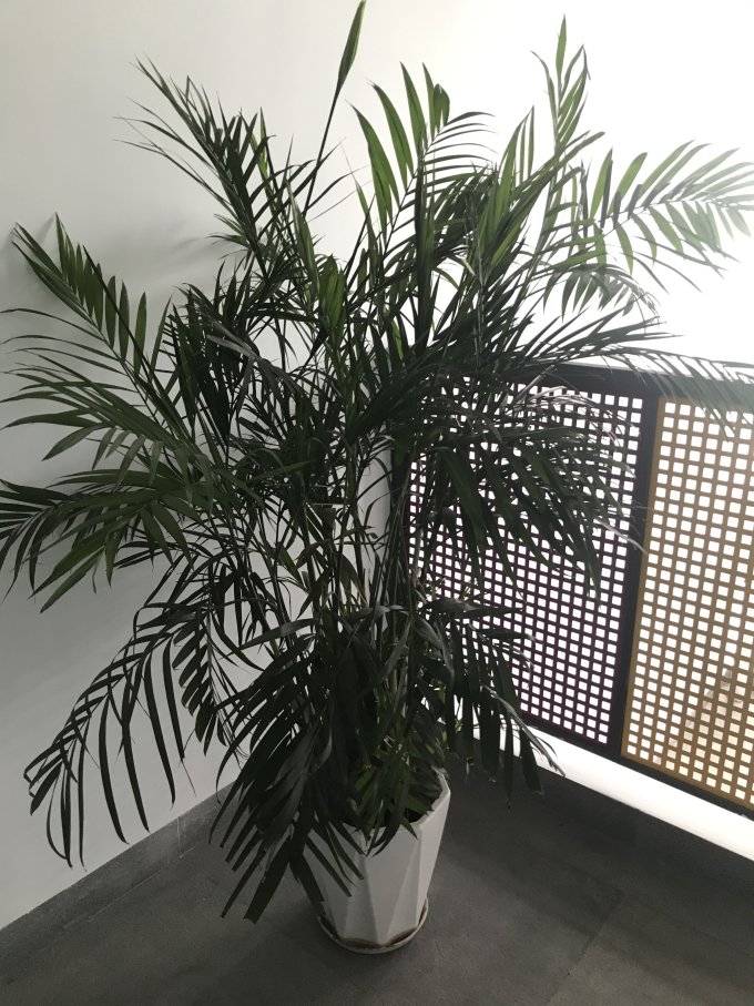 鲜花绿植