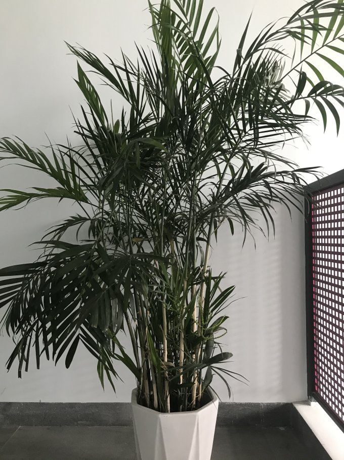 鲜花绿植