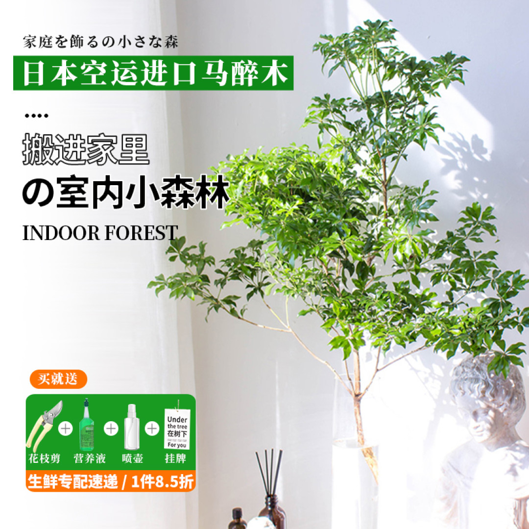 家里的网红绿植的马醉木吊钟真得绝了