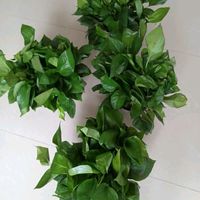 绿萝好养还好看