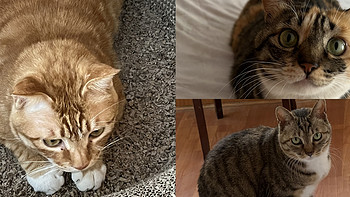 流浪猫那点事儿 篇四：房客退租后 我决定让三只流浪猫住了进去 后续来了（附他们的吃吃喝喝）