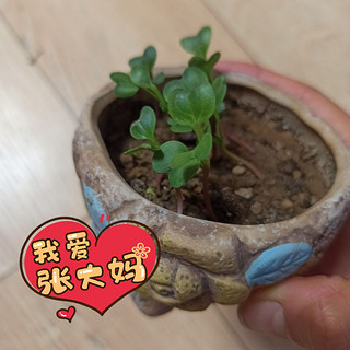 植物养护萝卜苗