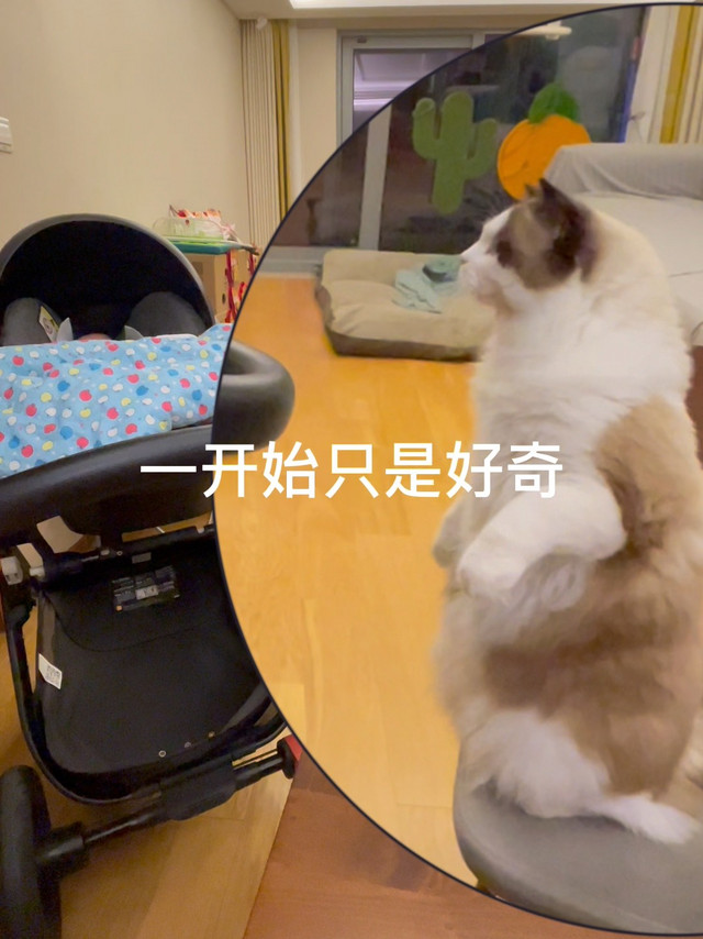 猫咪真的很好奇啊……