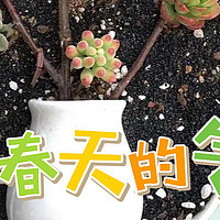 适合春天的室内植物大赏