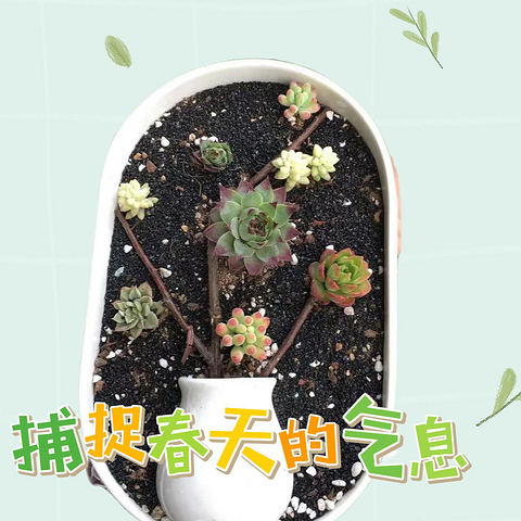 适合春天的室内植物大赏