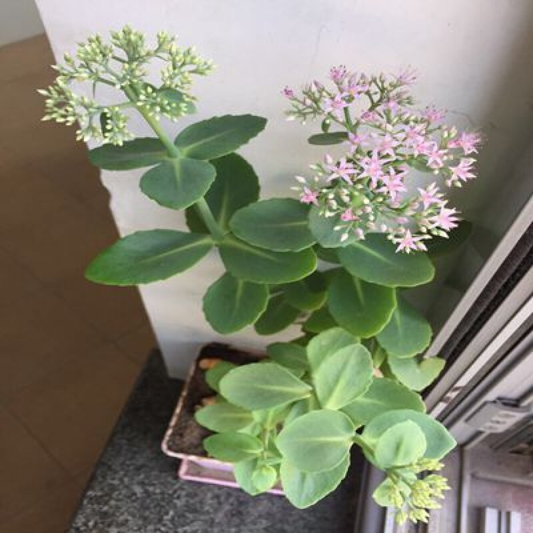 适合春天的室内植物大赏
