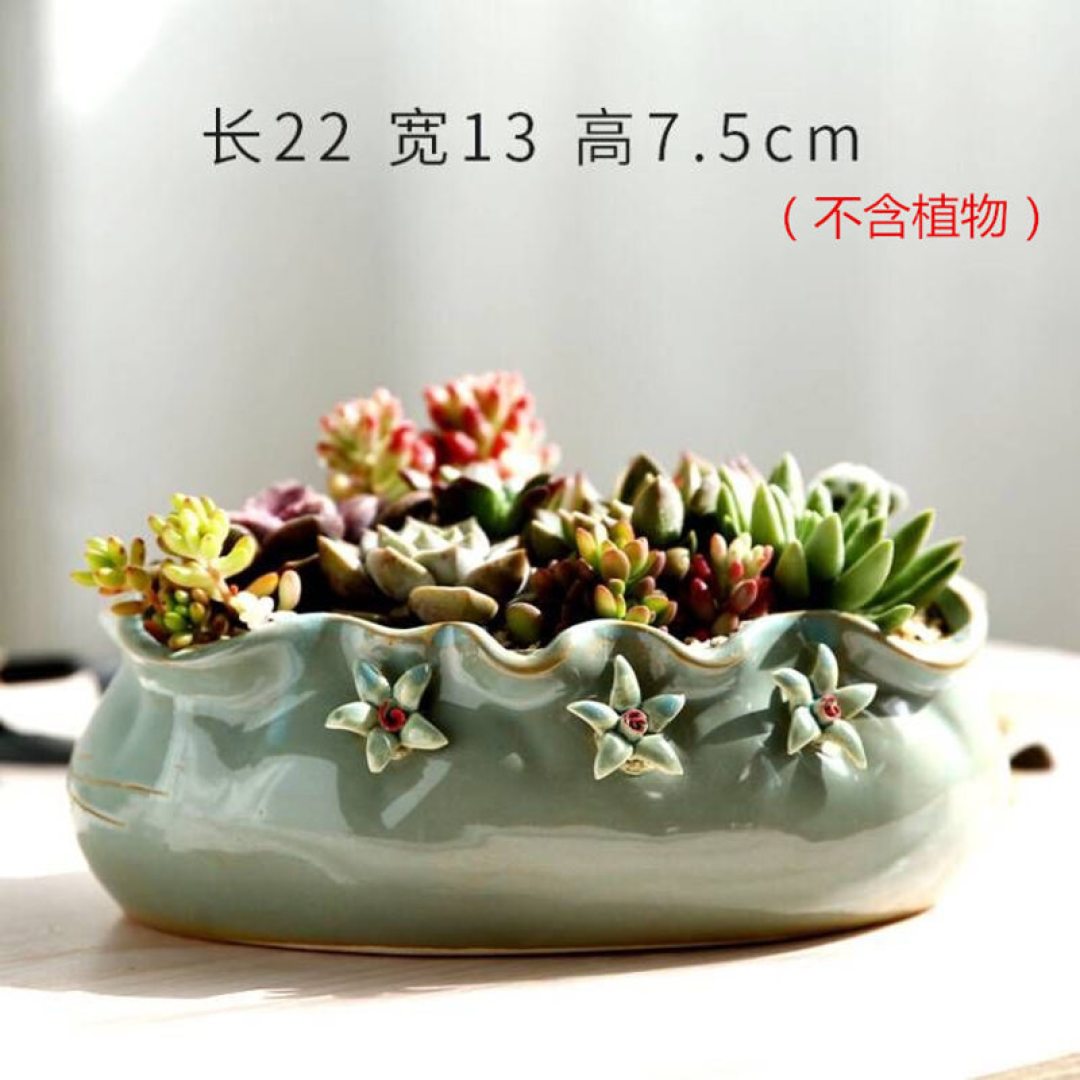适合春天的室内植物大赏