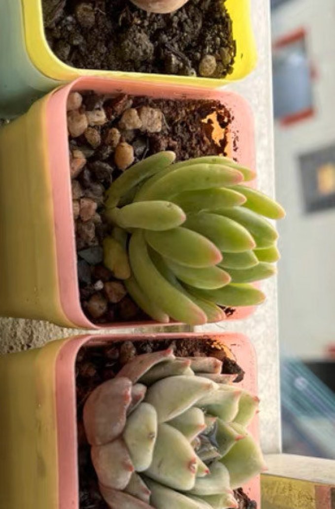 与花同行多肉