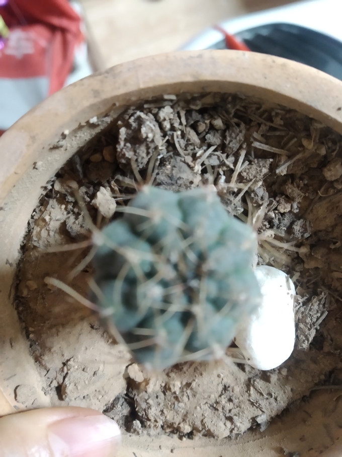 鲜花绿植