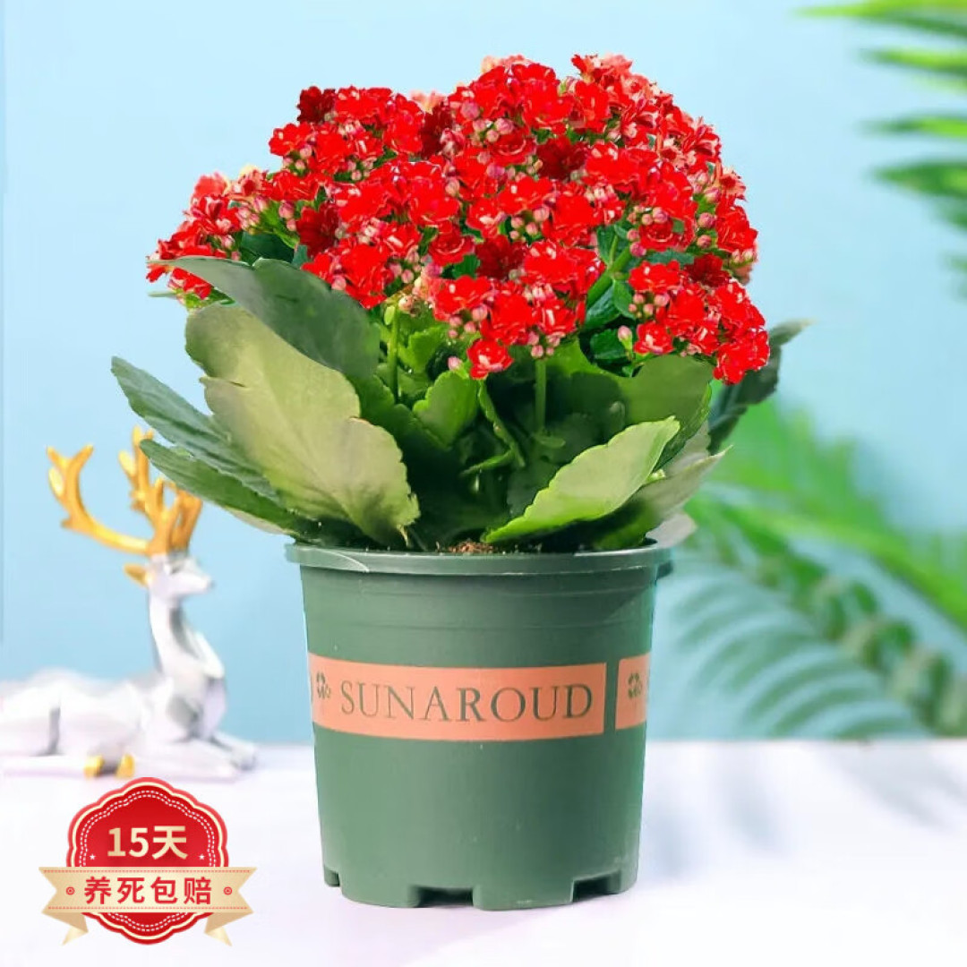 好养名字赞的植物——长寿花