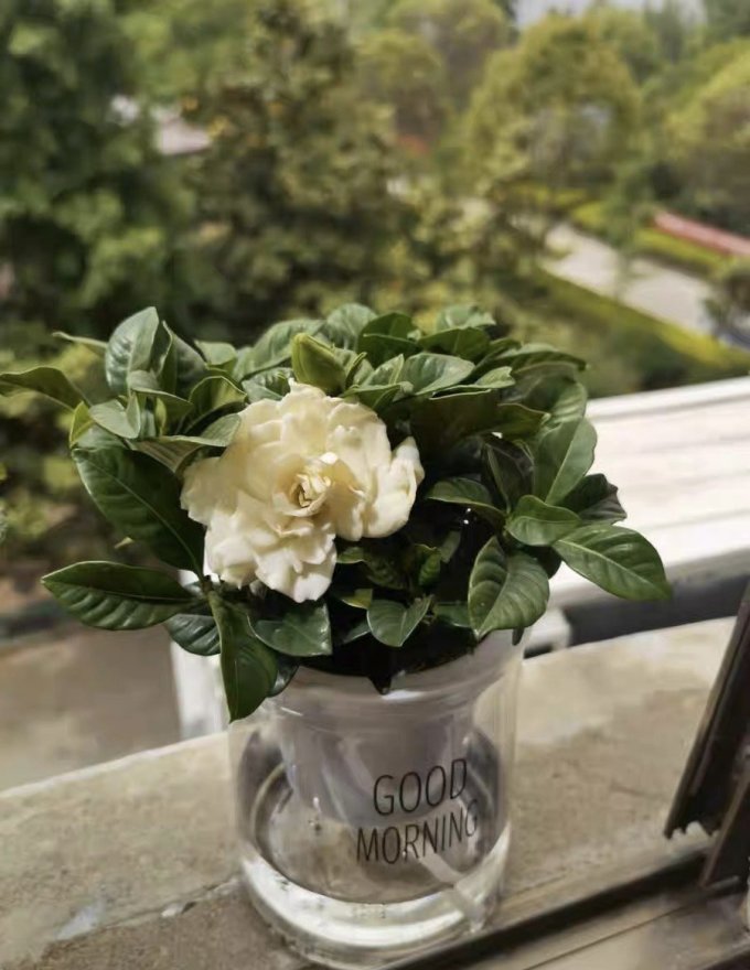 鲜花绿植