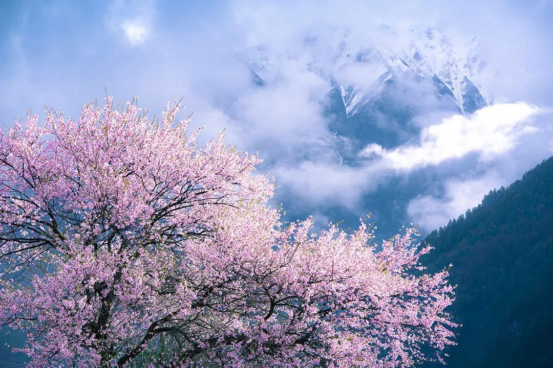春日雪山下，怒放的林芝野桃花。©摄图网