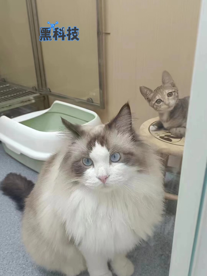 营臻星厨猫砂