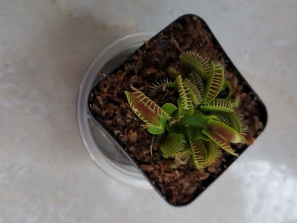 吃虫子的植物