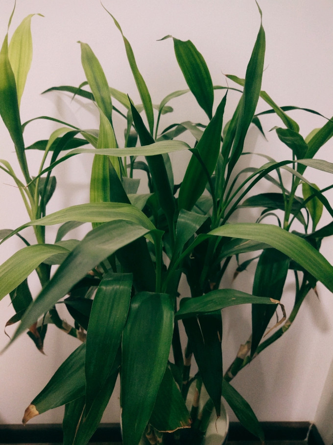 鲜花绿植