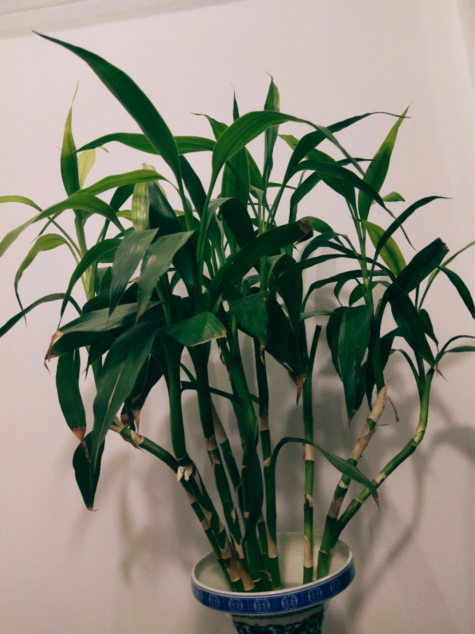 鲜花绿植