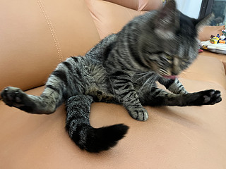 猫猫常备化毛膏