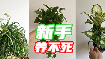 什么植物养不死？新手专用3款植物，不信你能养出毛病！