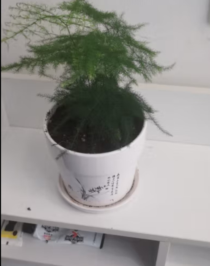 花七休盆栽