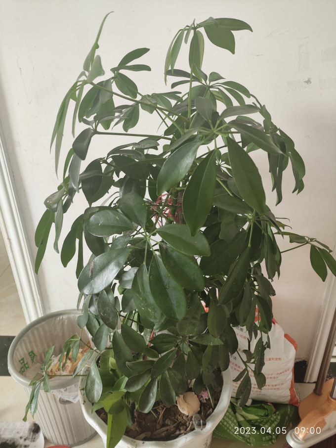 阿克苏河盆栽
