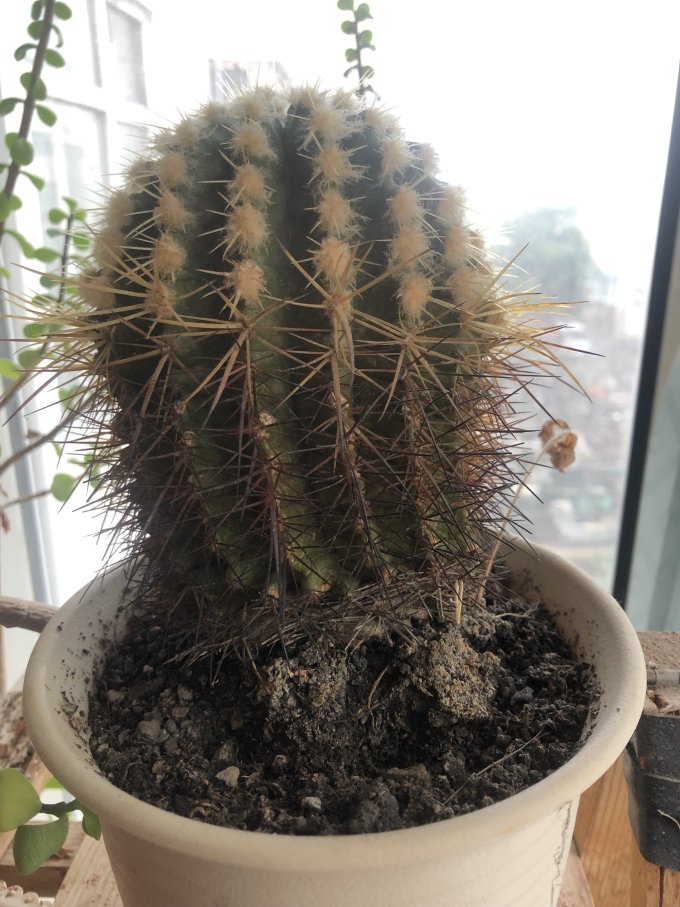盆栽