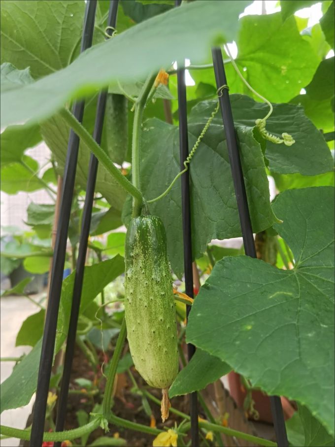 鲜花绿植