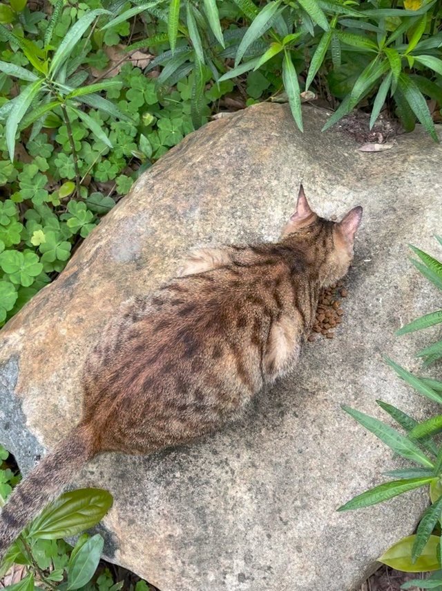 小狸花很爱吃这款猫粮～