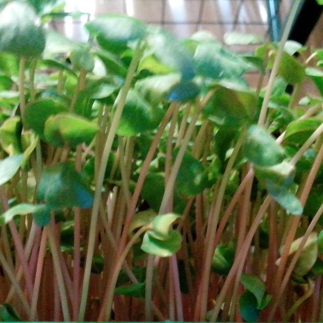 给水就活的芽苗菜，今晚咱就吃它了！