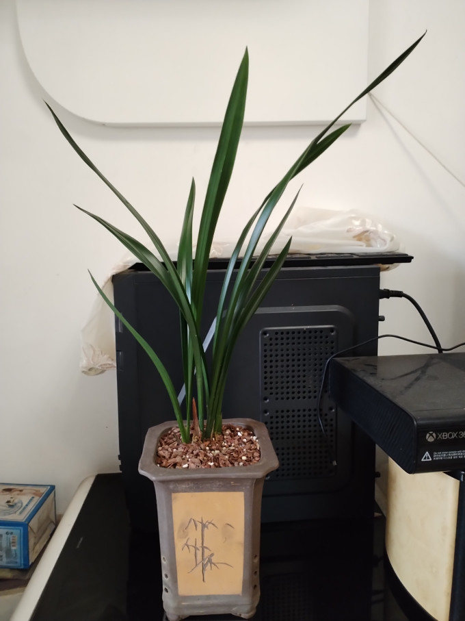 劉閣蘭花盆栽