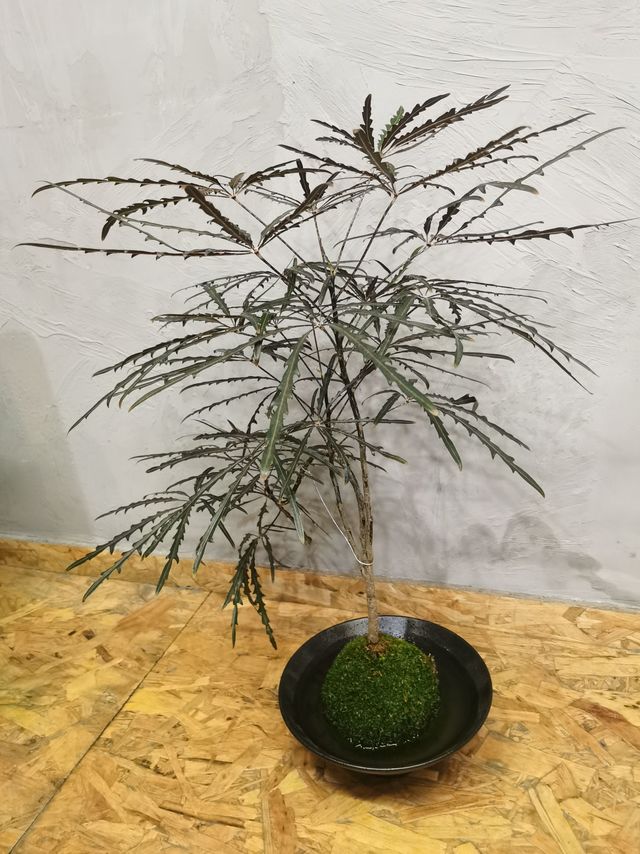 原来这叫孔雀木，到底是水培还是土养的呢？