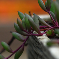 这种植物很好养——紫玄月多肉分享