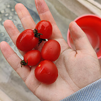 春日出游计划之采摘小番茄